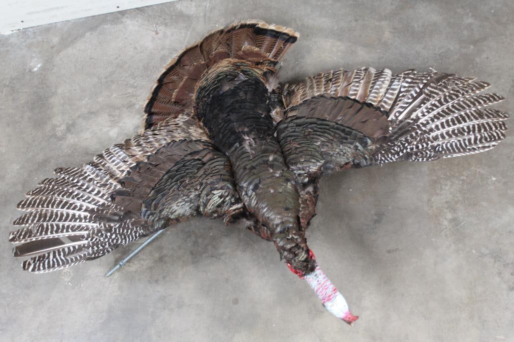 Life-sized Flying TURKEY on a Long Bolt with nuts and washers (1 of 14)