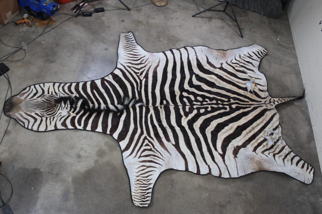 XL ZEBRA Hide Rug with a Black Canvas Backing (1 of 11)