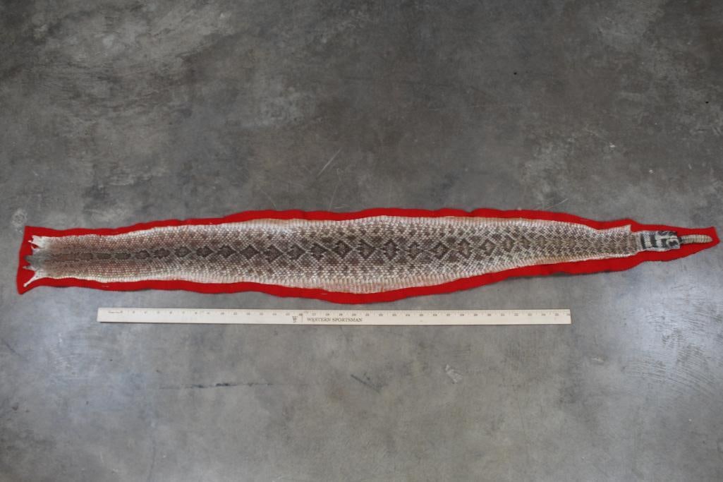 Western Diamondback RATTLESNAKE Skin and Rattle, on a Red Felt Backing: This Western Diamondback RATTLESNAKE Skin is 4'7" LONG! The Rattle is 2.5" Long. TAXIDERMY SNAKES
