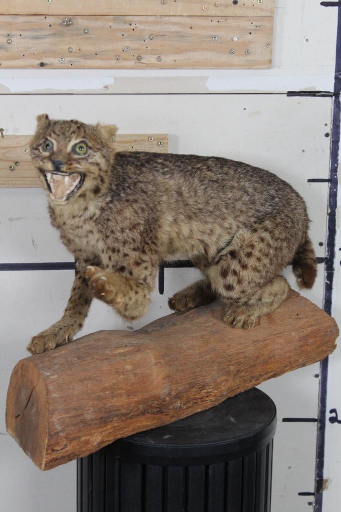 Life-sized BOBCAT on a Log Base Mount (1 of 11)