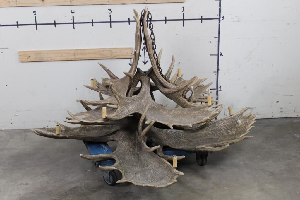 BIG Reproduction MOOSE Antler Chandelier with 8 Light Sockets (1 of 10)
