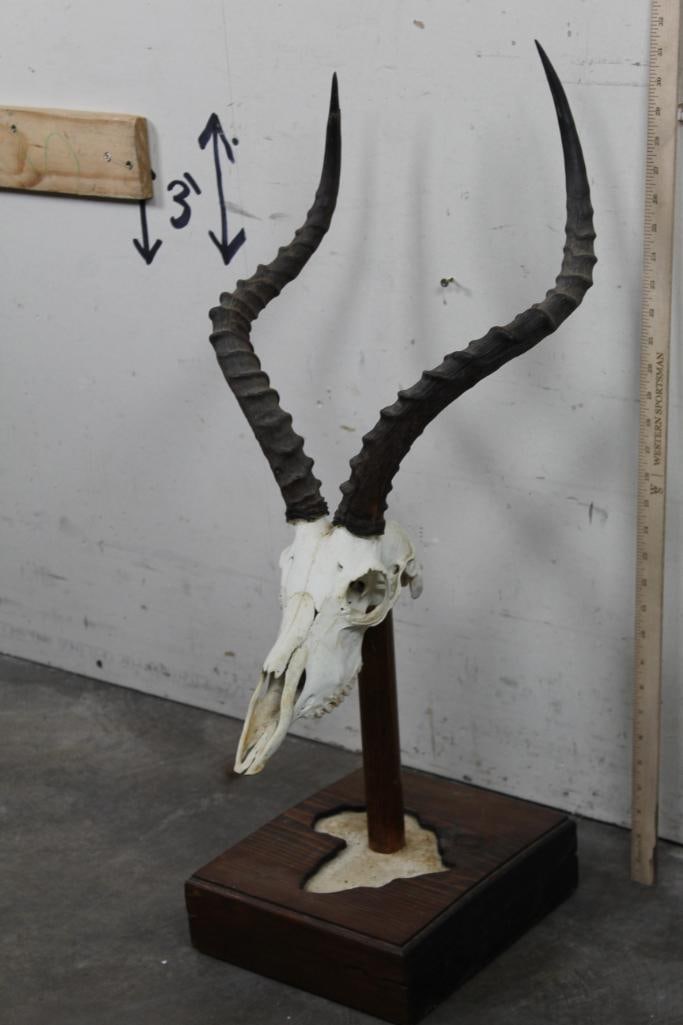 IMPALA Skull on a Wooden Box Pedestal Inset with the shape of Africa (1 of 9)