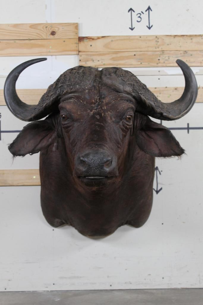 CAPE BUFFALO Shoulder Mount (1 of 10)