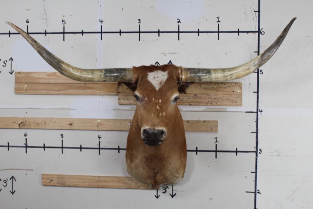 LONGHORN Shoulder Mount with a 66.5" Spread (1 of 14)