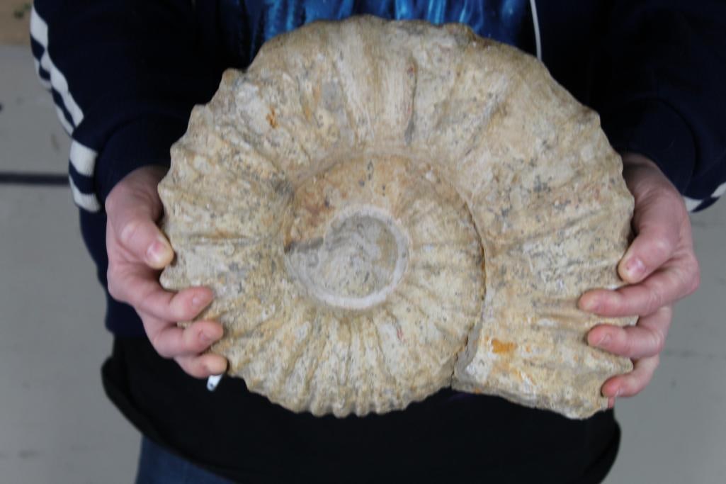 BIG 16lb AMMONITE FOSSIL with Display Stand (1 of 7)