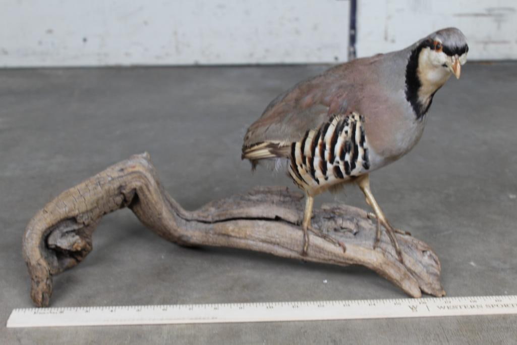 Life-sized CHUKAR Partridge on a Wood Branch Base (1 of 6)
