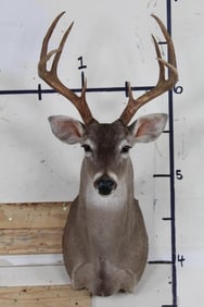 Nice and Symmetrical 8-Point WHITETAIL SHOULDER MOUNT with 16.25" Spread