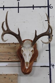 Nice 10-Point WHITETAIL DEER Skull with all its teeth on a Wooden Plaque