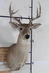 10-Point WHITETAIL DEER Shoulder Mount