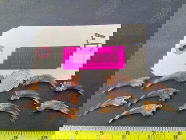 Set of 10 XX Large North American BADGER front claws