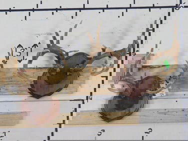 2 WHITETAIL DEER Racks on Matching Wood Plaques. 15-Point and 10-Point