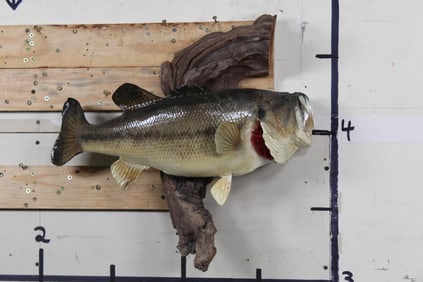 Nice Real Skin LARGE MOUTH BASS on Wood Branch or Stump