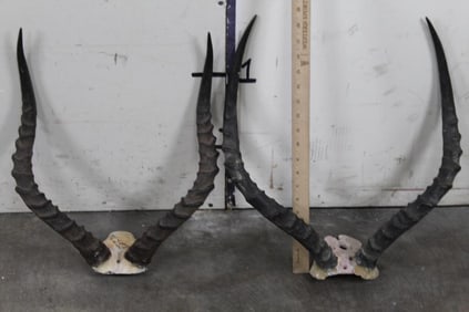 2 Sets of IMPALA HORNS on Skull Caps