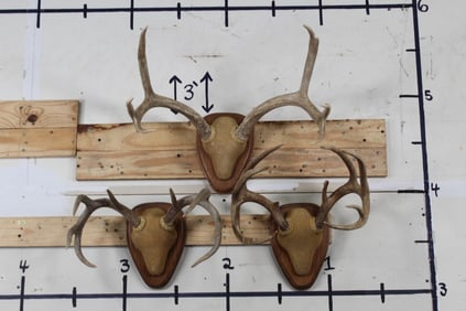 3 Respectable ANTLER RACKS on Nice Matching Wood Plaques