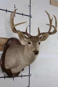 10-Point MULE DEER Shoulder Mount on Wooden Plaque