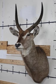 WATERBUCK Shoulder Mount in Good Condition