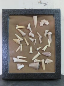 30 FOSSILIZED TEETH and Tooth Display Case