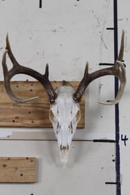 Nice 8-Point WHITETAIL SKULL with a 16.25" Spread and Wire hanger on back