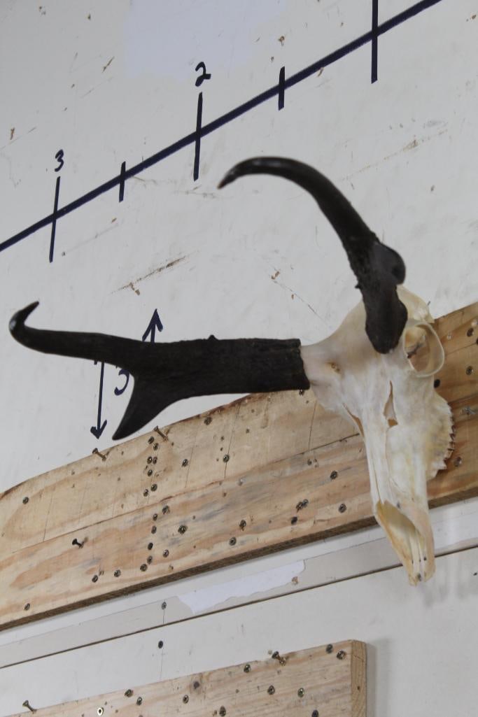 Big PRONGHORN SKULL with Wire Hanger (1 of 7)