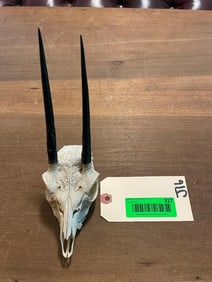 Monster Size AFRICAN STEINBOK Horns on a Full Skull, with all teeth. Horns are 5.5" Long