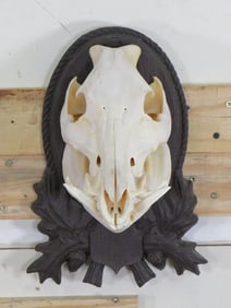 Nice HOG SKULL on Decorative Plaque