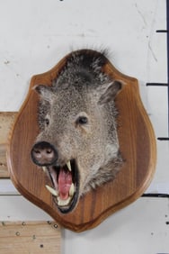 JAVELINA Shoulder Mount on a Wooden Plaque