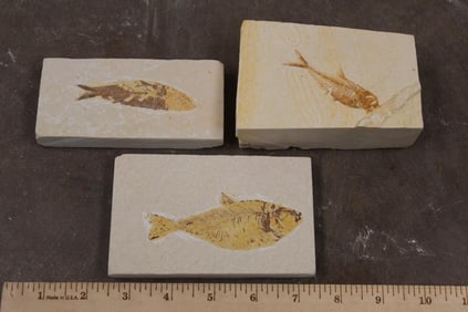3 Nice FISH FOSSIL Plate Specimens from Morocco. Weight: 2lbs 2oz