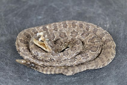 New Life-sized Coiled Baby RATTLESNAKE Showing its Fangs