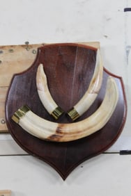 WARTHOG Tusks on a Wooden Plaque with One BIG Upper Tusk