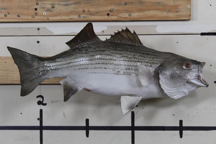 Very Nice REAL SKIN STRIPED BASS