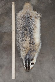 Nice and Very Soft North American BADGER Hide or Pelt