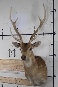 AXIS DEER Shoulder Mount