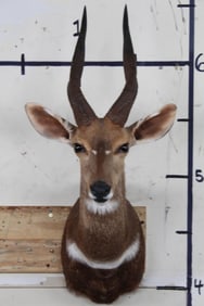 Nice and Clean BUSHBUCK Shoulder Mount