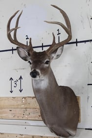 Nice and Newer 9-Point WHITETAIL DEER Shoulder Mount with 16.75" Spread