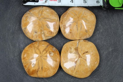 4 Beautifully Polished Sea Urchin or Sand Dollar FOSSILS from Madagascar