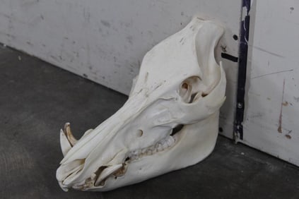 Nice & Clean Wild HOG or BOAR Pig Skull with all but 2 Teeth. No Glue