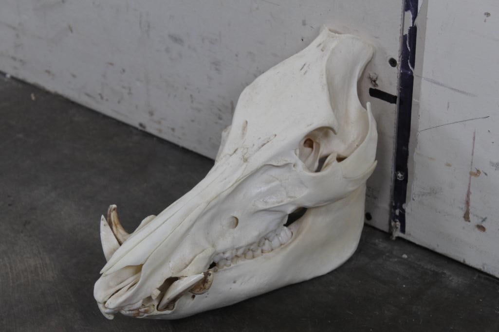 Nice & Clean Wild HOG or BOAR Pig Skull with all but 2 Teeth. No Glue: Nice & Clean Wild HOG/BOAR Pig Skull with all but 2 Teeth. No Glue. Approximately 12.5"Long x 5.75"Wide x 8.5"Tall. TAXIDERMY