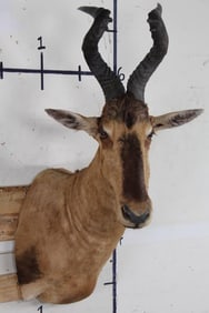 Very Nice RED HARTEBEEST Shoulder Mount