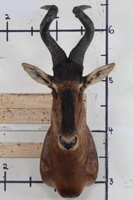 Nice and Clean RED HARTEBEEST Shoulder Mount