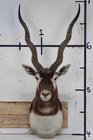 BLACKBUCK Shoulder Mount