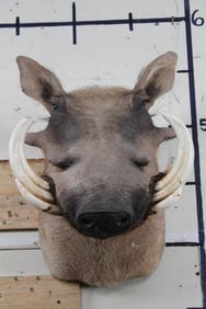 Nice XL WARTHOG Shoulder Mount with Big Tusks