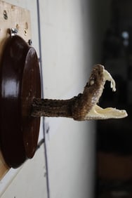 BIG Mounted Western Diamondback RATTLESNAKE Head with 3 Fangs