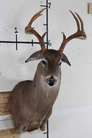 Nice and Newer 10-Point WHITETAIL DEER Wall Pedestal with Ears Down
