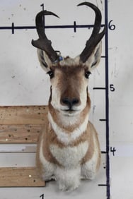 PRONGHORN Shoulder Mount
