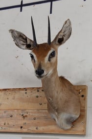 STEENBOK Shoulder Mount
