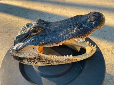 Large ALLIGATOR Head. 14" Long x 7.5" Wide with all its teeth and glass eyes