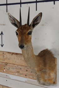 ORIBI Shoulder Mount