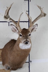 13-Point WHITETAIL DEER Shoulder Mount with Tall Brow Tines