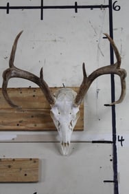 Nice 8-Point WHITETAIL SKULL with 17.25" Spread. Missing one tooth