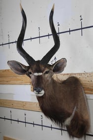 NYALA Shoulder Mount